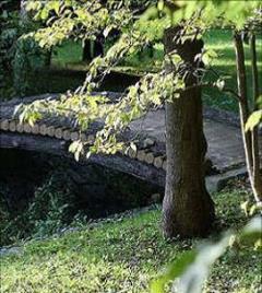 large tree next to small bridge